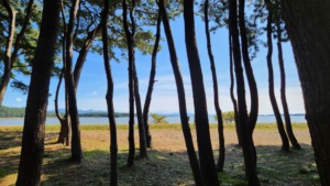 青森県西北アウトドア情報－十三湖中の島ブリッジパークキャンプ場