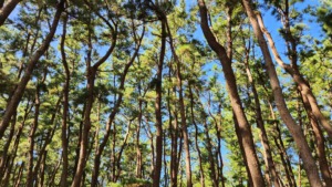 青森県西北アウトドア情報－十三湖中の島ブリッジパークキャンプ場