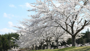 青森県西北アウトドア情報－大高山総合公園